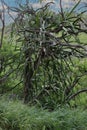 Dragon Fruit cacti growing over and attached to the trunk and branches of a dead tree in Koko Crater Botanical Garden Royalty Free Stock Photo