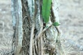 Dragon fruit cultivation, root part
