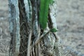 Dragon fruit cultivation, root part