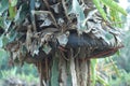 Dragon fruit cultivation, root part