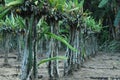 Dragon fruit cultivation in sri lanka