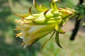 Dragon Fruit flower Royalty Free Stock Photo