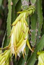 Dragon fruit flower Royalty Free Stock Photo