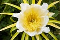 Dragon fruit flower. Royalty Free Stock Photo