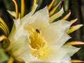 Dragon Fruit Flower