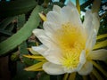 Dragon Fruit Flower In Bloom Royalty Free Stock Photo