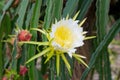 Dragon fruit flower Royalty Free Stock Photo