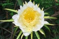 Dragon fruit flower on blooming (hylocereus cactaceae) Royalty Free Stock Photo