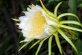 Dragon fruit flower on blooming (hylocereus cactaceae) Royalty Free Stock Photo