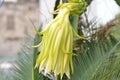 Dragon fruit flower blooming on tree in the garden Royalty Free Stock Photo