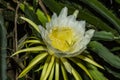 Dragon fruit flower on blooming hylocereus undatus