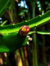 cactus flower bud in the yard Royalty Free Stock Photo