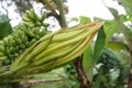 dragon fruit flower bud Royalty Free Stock Photo