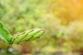 Dragon fruit flower bud. Royalty Free Stock Photo