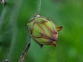 Dragon fruit flower buds with green bokeh background. Royalty Free Stock Photo