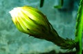 Dragon fruit flower buds that are ready to bloom, cactus that produce flowers and fruit. Royalty Free Stock Photo