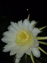 Dragon fruit flower captured on a beautiful night Royalty Free Stock Photo