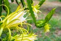 Dragon fruit flower in dragon fruit farm plantation Royalty Free Stock Photo