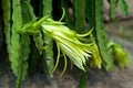 Dragon Fruit Flower Royalty Free Stock Photo