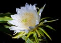 A dragon fruit flower in full bloom at night, overlord flower Royalty Free Stock Photo