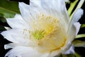 A dragon fruit flower in full bloom at night, overlord flower Royalty Free Stock Photo