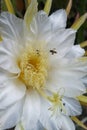 dragon fruit flower, fully open in the morning hours in an organic plantation Royalty Free Stock Photo