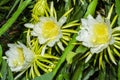 Dragon fruit flower hylocereus undatus Royalty Free Stock Photo