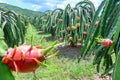 Dragon fruit flower in organic farm. Royalty Free Stock Photo