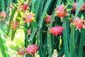 Dragon fruit flower in organic farm. Royalty Free Stock Photo