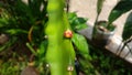 Dragon fruit flower Royalty Free Stock Photo