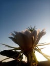 Dragon fruit flower and the rise of sun Royalty Free Stock Photo
