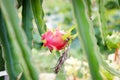 Dragon fruit flower on the tree Royalty Free Stock Photo