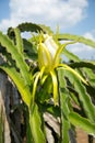 Dragon fruit flower at Vietnam Royalty Free Stock Photo
