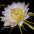dragon fruit flowers bloom only at night until dawn