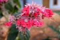 The Dragon fruit flowers bloom perfectly Royalty Free Stock Photo