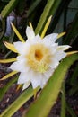 The Dragon fruit flowers bloom perfectly Royalty Free Stock Photo