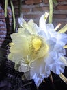 Dragon fruit flowers when they bloom at night are very beautiful Royalty Free Stock Photo