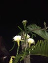 dragon fruit flowers at night Royalty Free Stock Photo