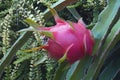 Dragon fruit. Fruit of white-fleshed pitahaya cactus & x28;Hylocereus undatus& x29;