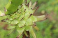 Dragon fruit in the garden