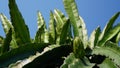 Dragon fruit with green branches and blue sky background Royalty Free Stock Photo