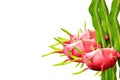 Dragon fruit