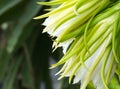 Dragon fruit (Hylocereus spp) flower