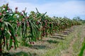 Dragon fruit, hylocereus in Thailand