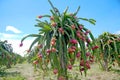 Dragon fruit, hylocereus in Thailand