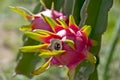 Dragon fruit, hylocereus