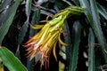 Dragon fruit Hylocereus Undatus is flowering. This cactus type flower blooming at night and bending on during the day Royalty Free Stock Photo