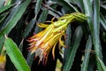 Dragon fruit Hylocereus Undatus is flowering. This cactus type flower blooming at night and bending on during the day Royalty Free Stock Photo