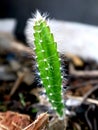 Red dragon fruit plant or Hylocereus polyrhizus