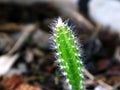 Red dragon fruit plant or Hylocereus polyrhizus